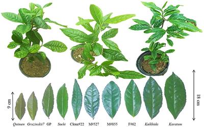 Comparative Expression Analysis of Stress-Inducible Candidate Genes in Response to Cold and Drought in Tea Plant [Camellia sinensis (L.) Kuntze]